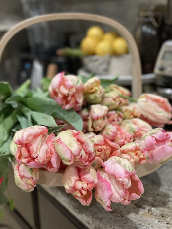 Apricot Parrot Tulip