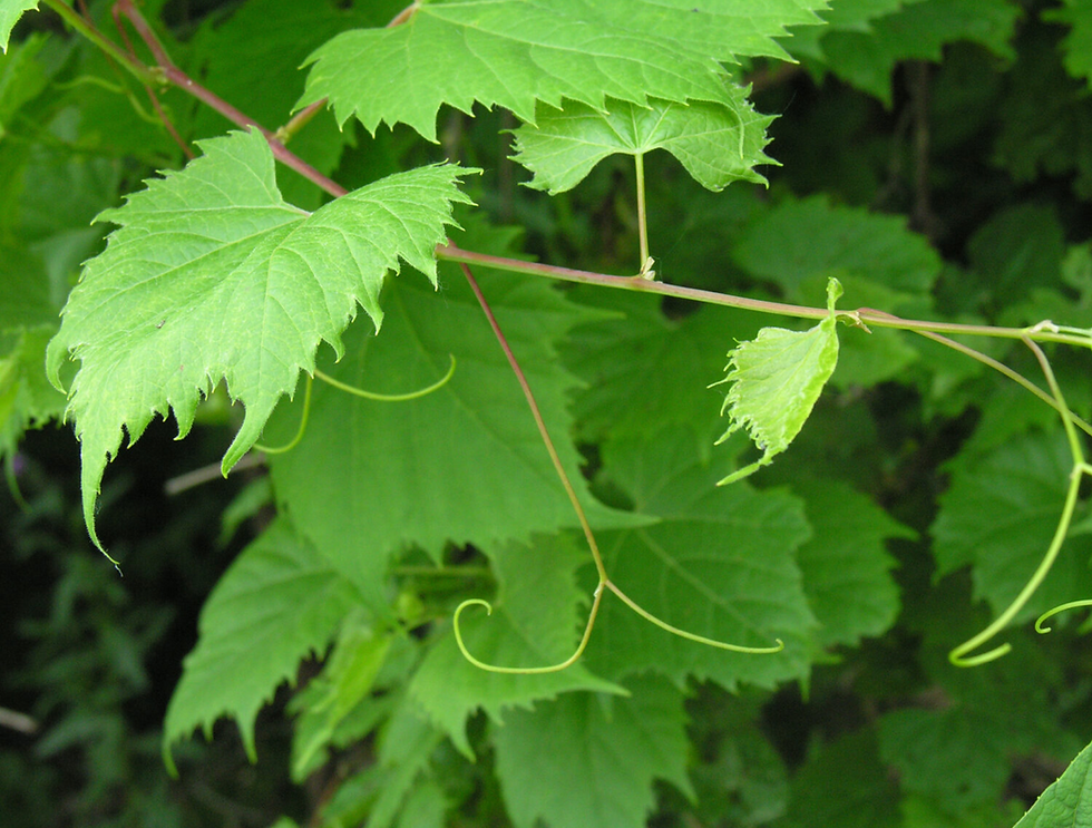 Thumbnail: Vine Grape (5 Stem Bunch)