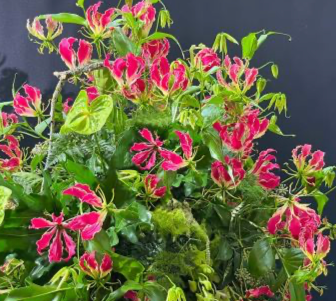 Thumbnail: Gloriosa "Rothchildiana" (Per Stem)