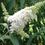 Thumbnail: Buddleja Butterfly Bush White (5 Stem Bunch)