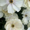Thumbnail: Ranunculus Butterfly "Keramos" (5 Stem Bunch)