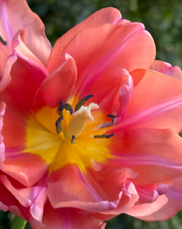 Tulip Blush Largo (10 Stem Bunch)