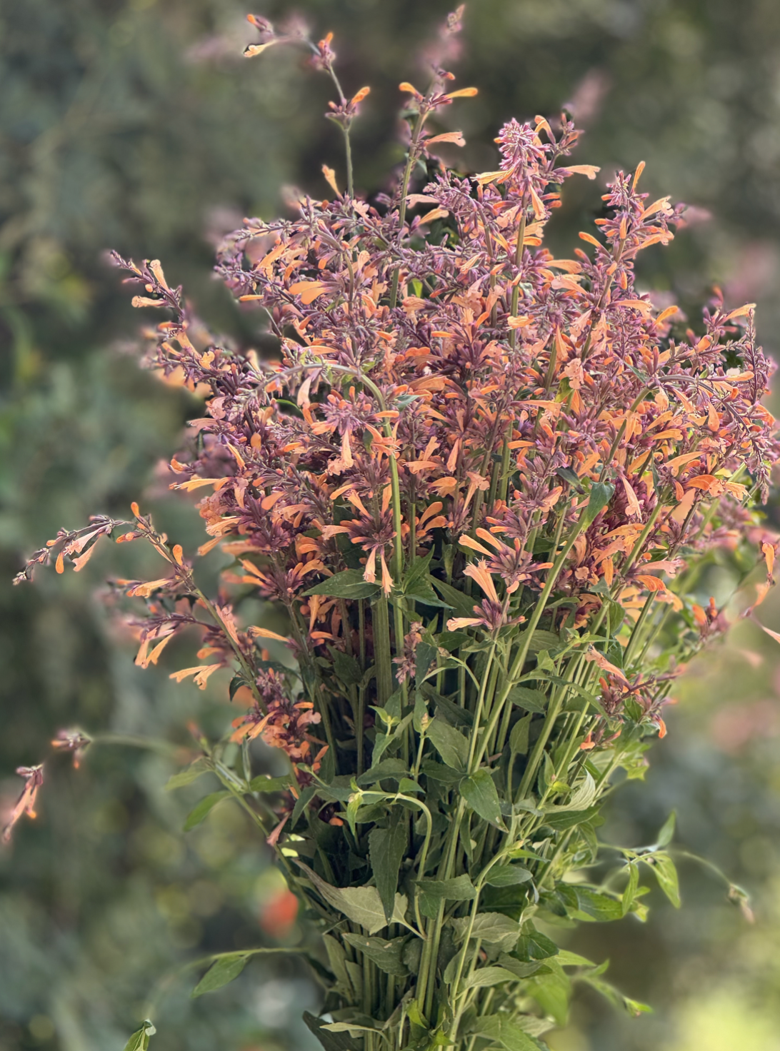 Agastache Queen Nectarine (10 Stem Bunch)