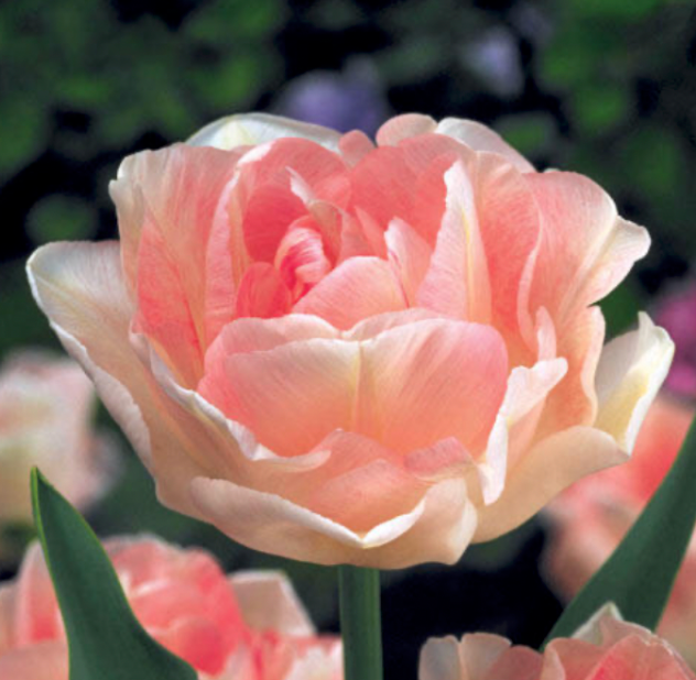 Tulip Angelique (10 Stem Bunch)