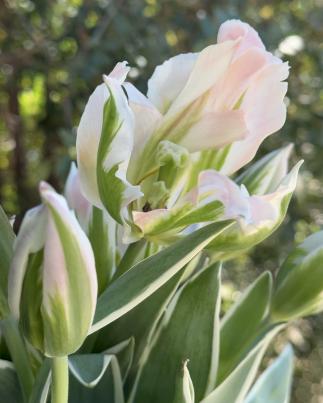 Tulip China Town (10 Stem Bunch)