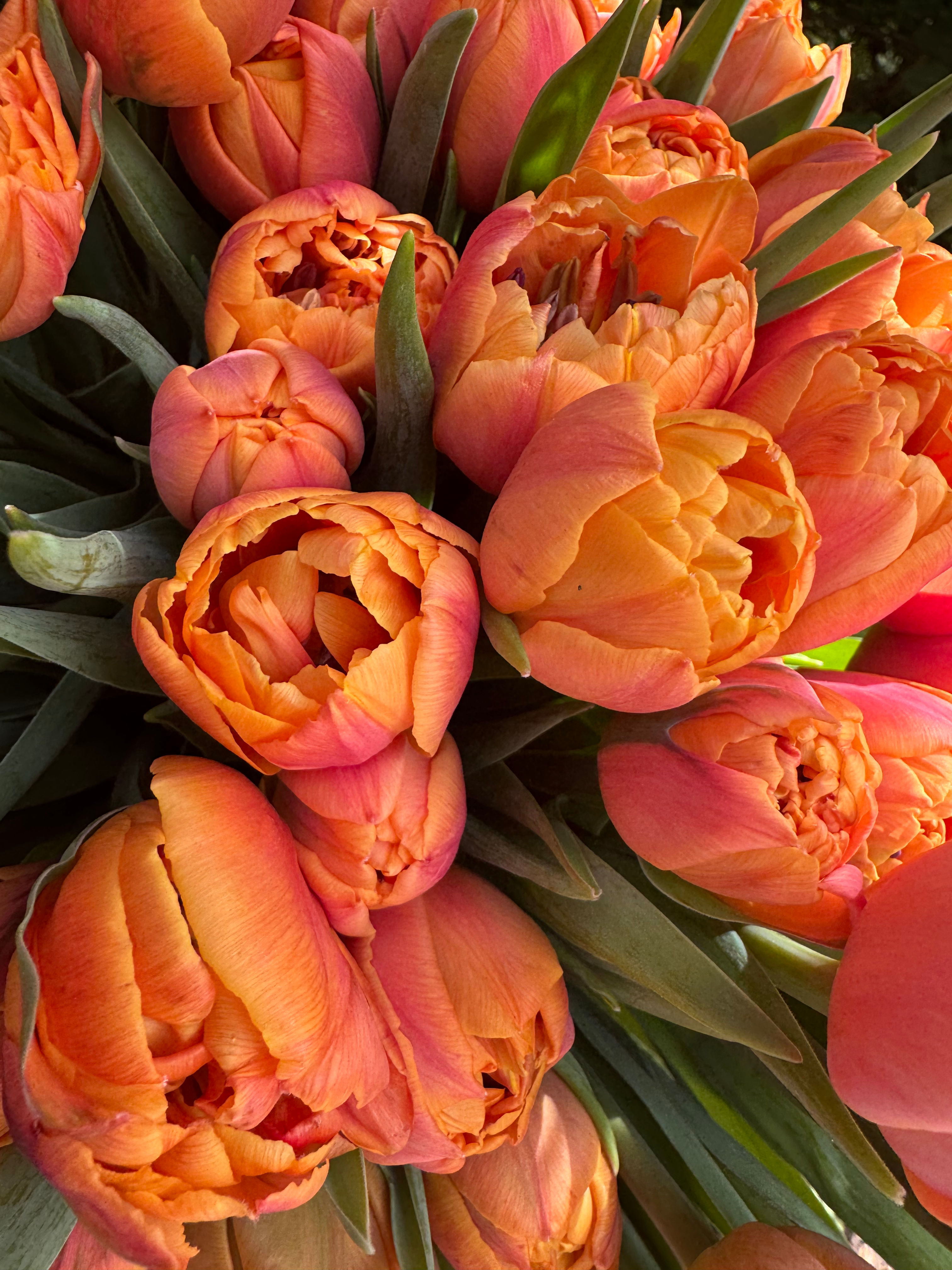 Tulip Formula One  (10 Stem Bunch)