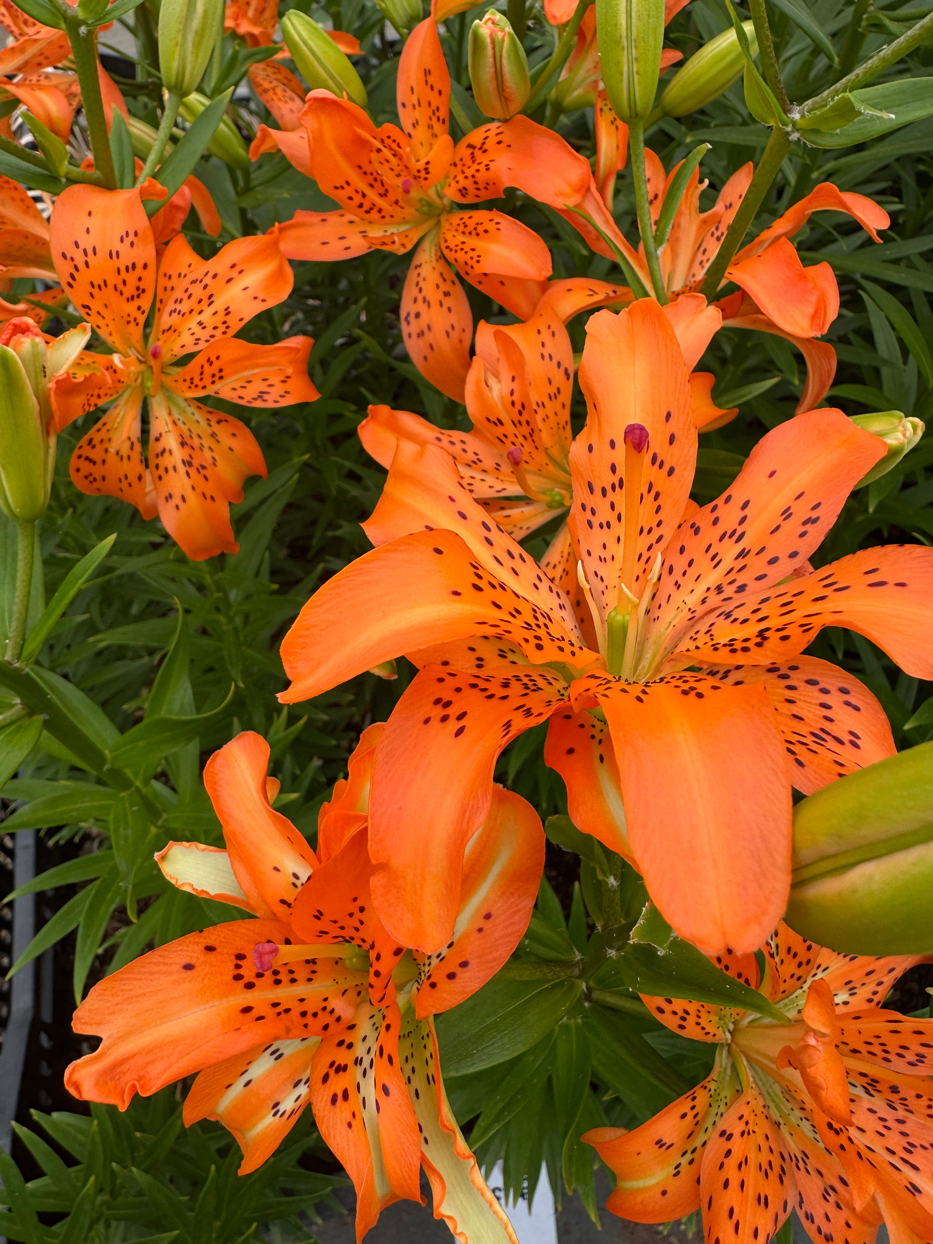 Lily "Must See" (5 Stem bunch)