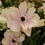 Thumbnail: Ranunculus Butterfly "Hestia" (5 Stem Bunch)
