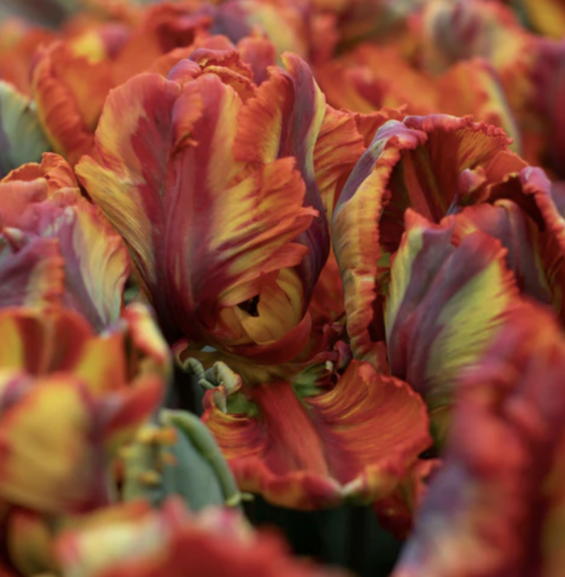 Tulip Rasta Parrot (10 Stem Bunch)