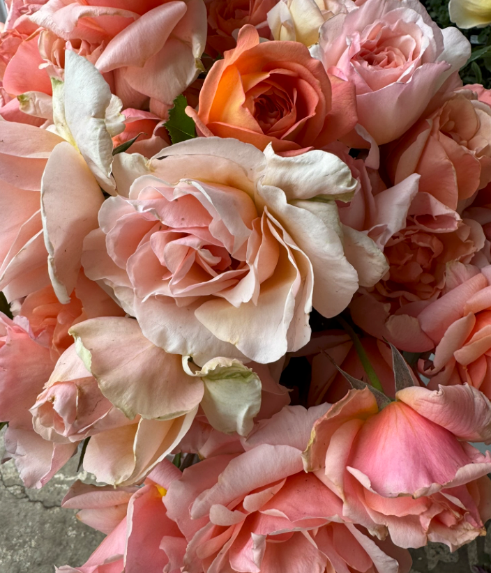 Thumbnail: Rose Assorted Med Pinks (Per Stem)