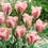 Thumbnail: Tulip China Town, 15 Pre-Chilled Tulip Bulbs