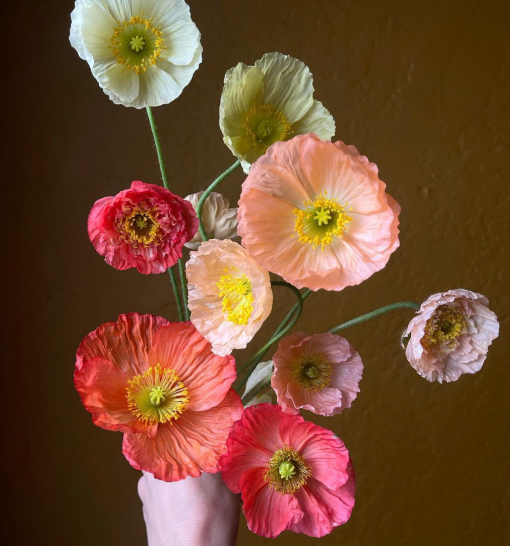 Poppy "Pastel Meadows" (20 Stem Bunch)