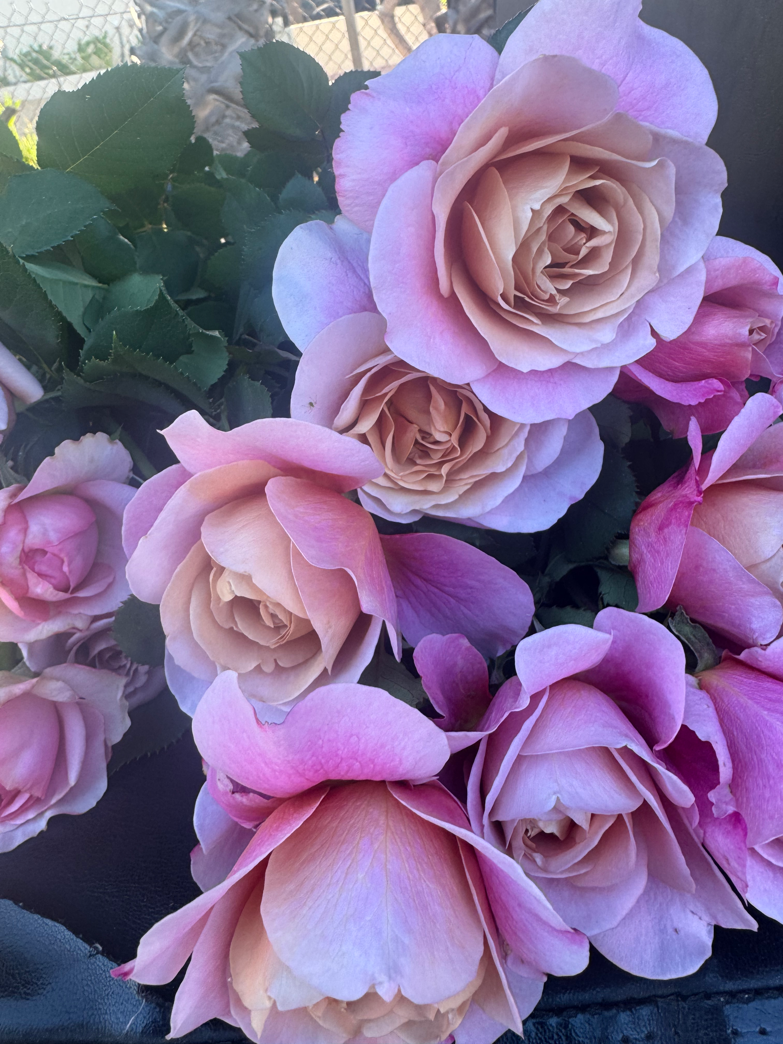 Rose Assorted Lavender / Purple (Per Stem)