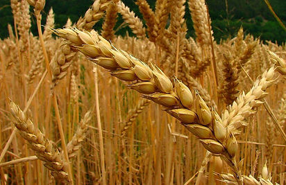 trigo-avena-cebada-o-centeno-¿como-saber