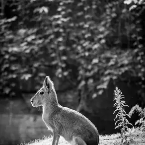"Musk Deer" Sustainable Scent