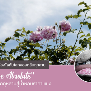 Rose Absolute จากดอกกุหลาบสู่น้ำหอมราคาแพง