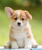 dog.jpg
