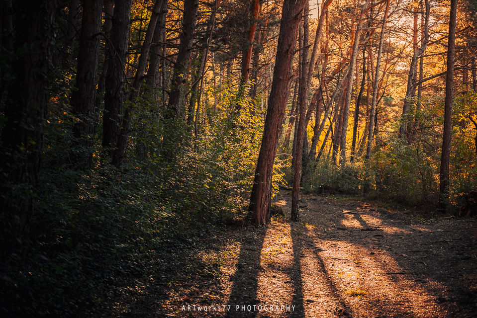 woodland_artworks77-10.jpg