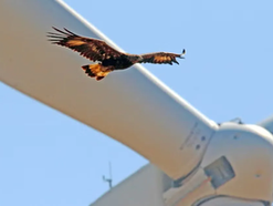 Sokkoló új jelentés: a szárazföldi szélturbinák által okozott környezeti károk teljessége