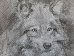 ORDAS TESTVÉRISÉG – A gubbiói farkas (Dienes Jenő Attila elbeszélése)