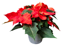 flower-1829708_1920_edited.png