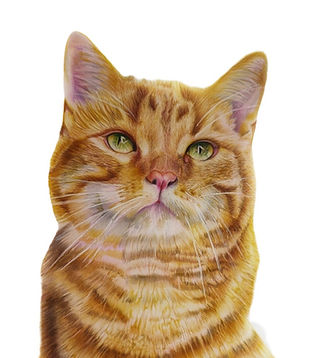 Fine art portraits