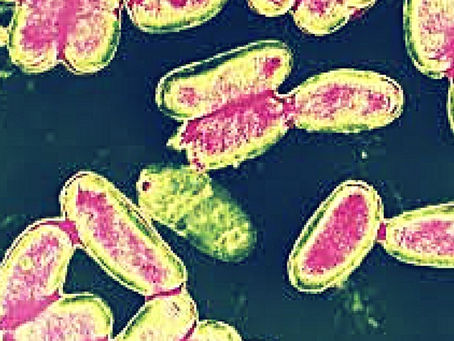 Coqueluche - 50% do total de casos são em menores de 1 ano