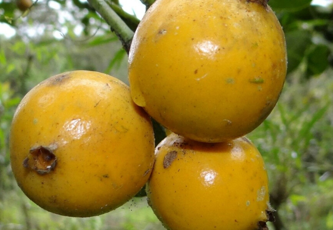 araçá