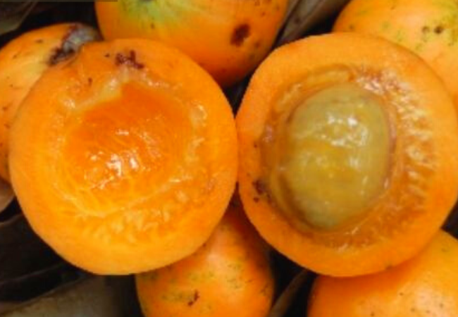 Cambucá