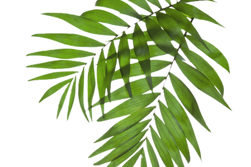 Palm Tree Leaves_edited.png
