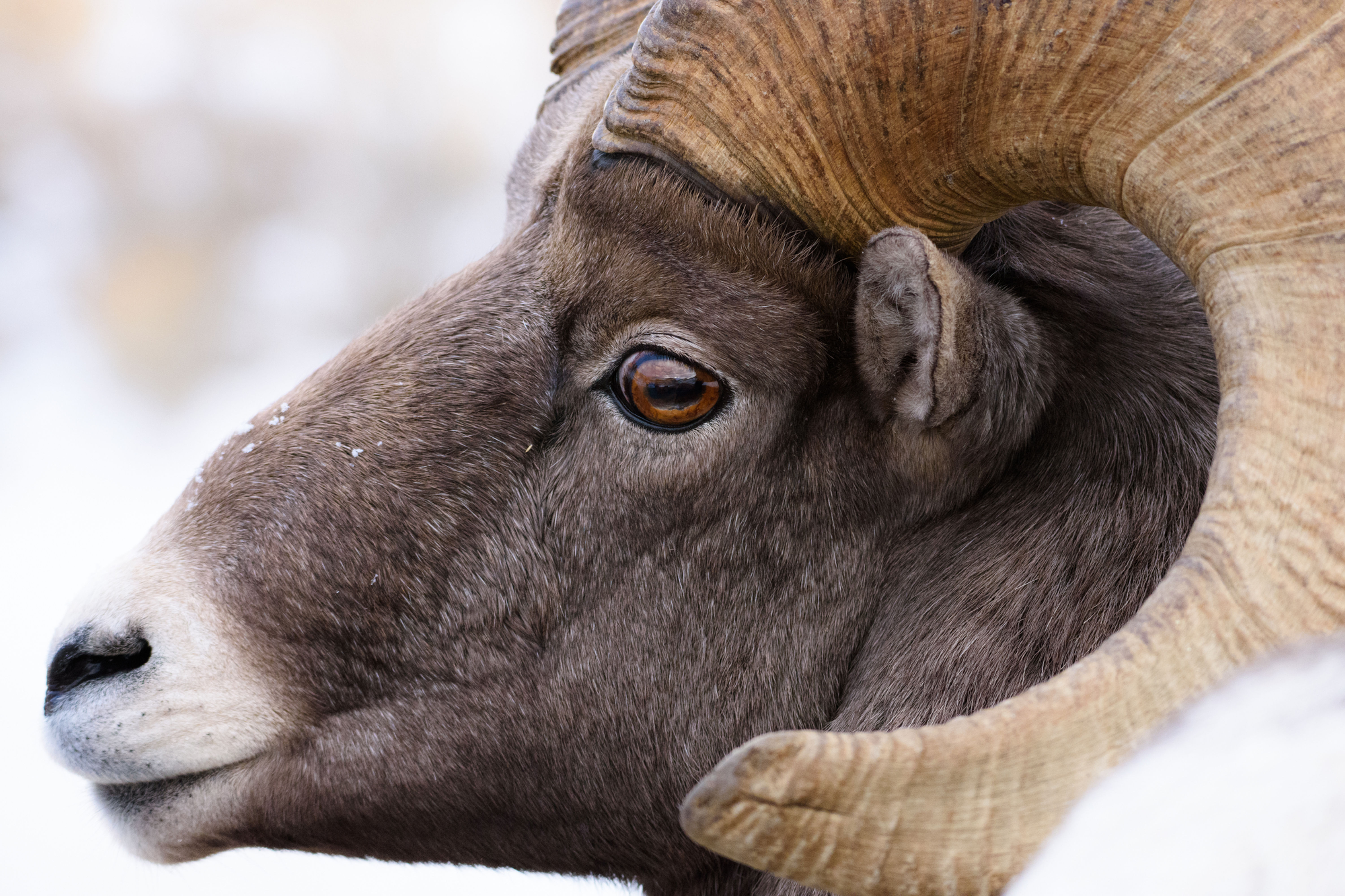 Bighorn Side Eye