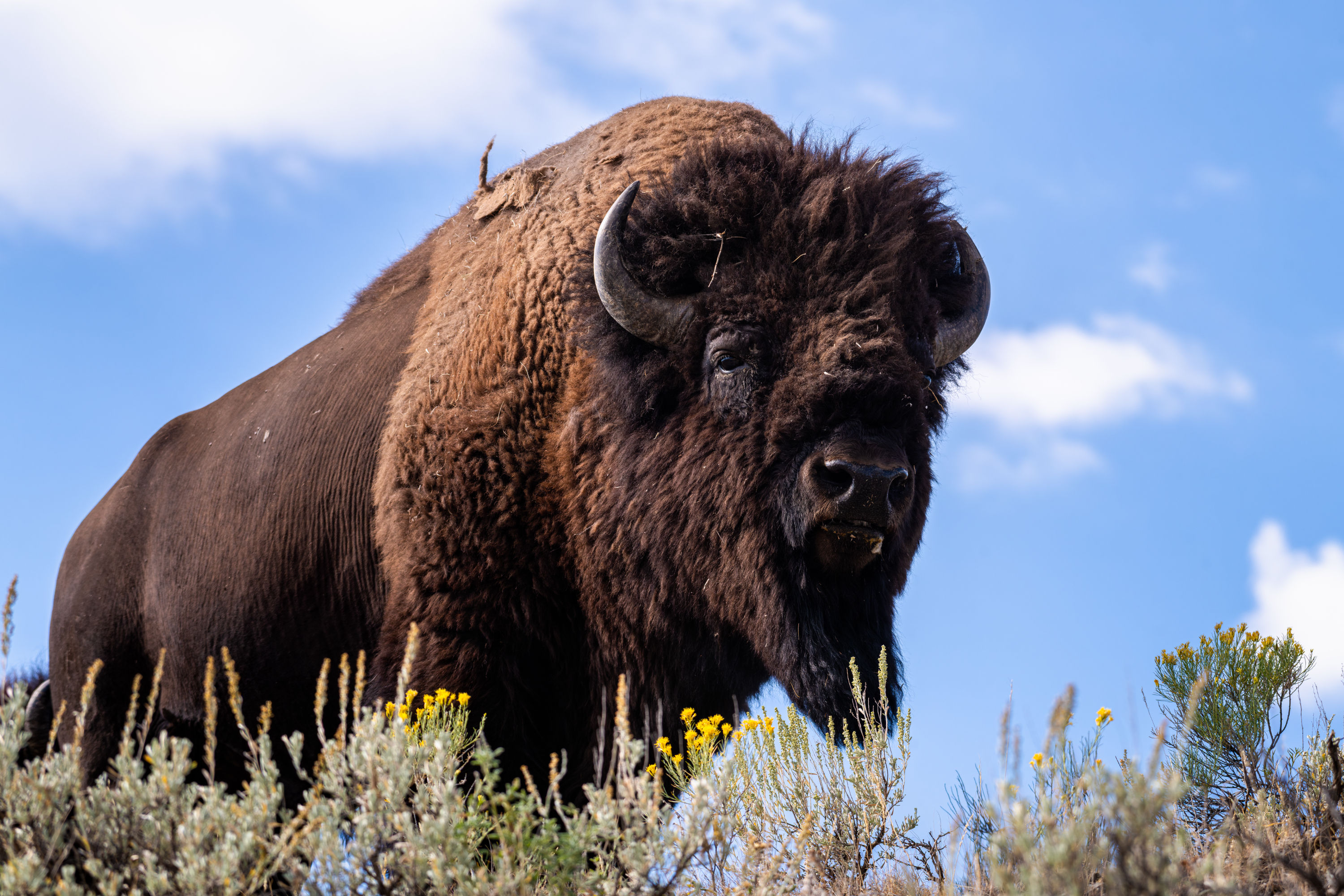 Little American Bison