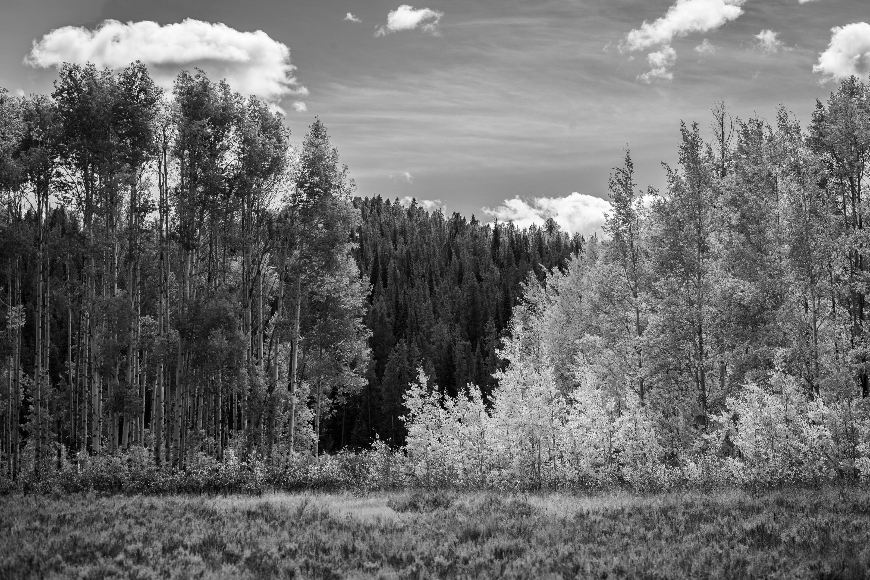 Fall Vibrance in Black and White