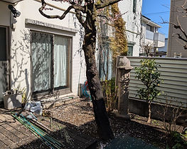 PXL_20250310_024938072.MP (1).jpg