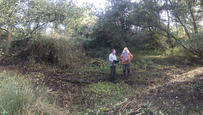 Balsam Bashing - Conservation Group