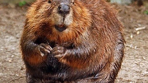 Beavers Are Back!