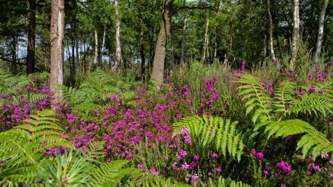 Bracken Bash on the Common