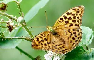 Silver-washed Fritillary.JPG.jpg