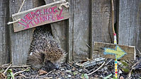 Hedgehog Highway.jpg
