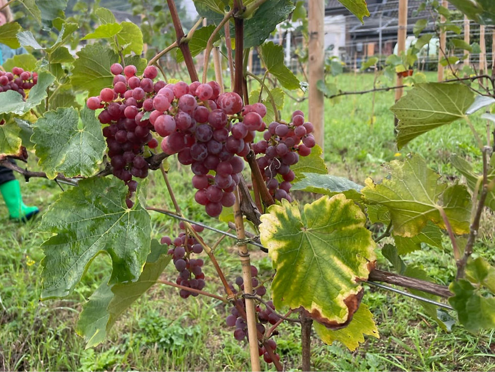 Souvignier Gris 2025