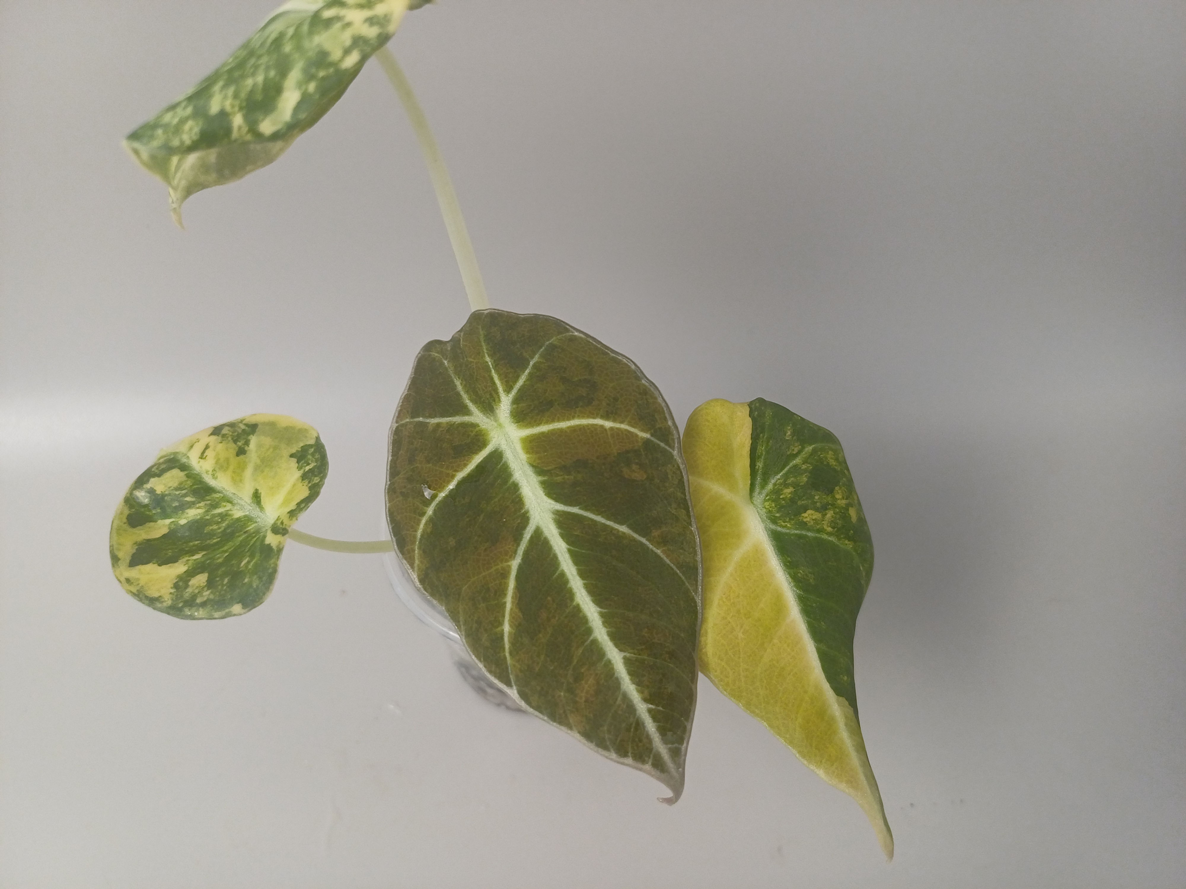 Alocasia Black Velvet Gold/Aurea