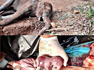 Mama Jumbo (The Revisit)