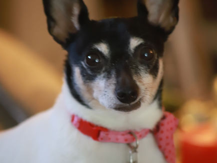 The Wandering Oddball Presents: The Wandering 5 Pound Pooch