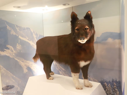 Mush Balto! Mush Togo! How Two Dogs Saved Nome Alaska