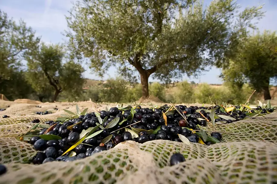 zeytin.webp