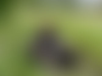 Der Weg zum Dream Team