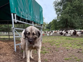 Ich lass mich nicht vor den Karren spannen.. 