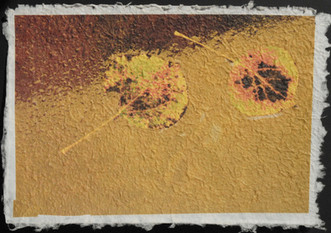 Aspen Leaves