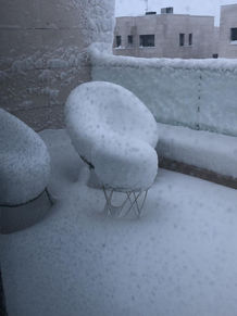 Nuestros Jardines Nevados.Enero 2021.