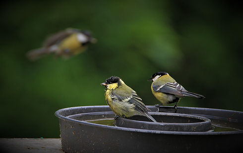 great-tit-5283813_1280.jpg
